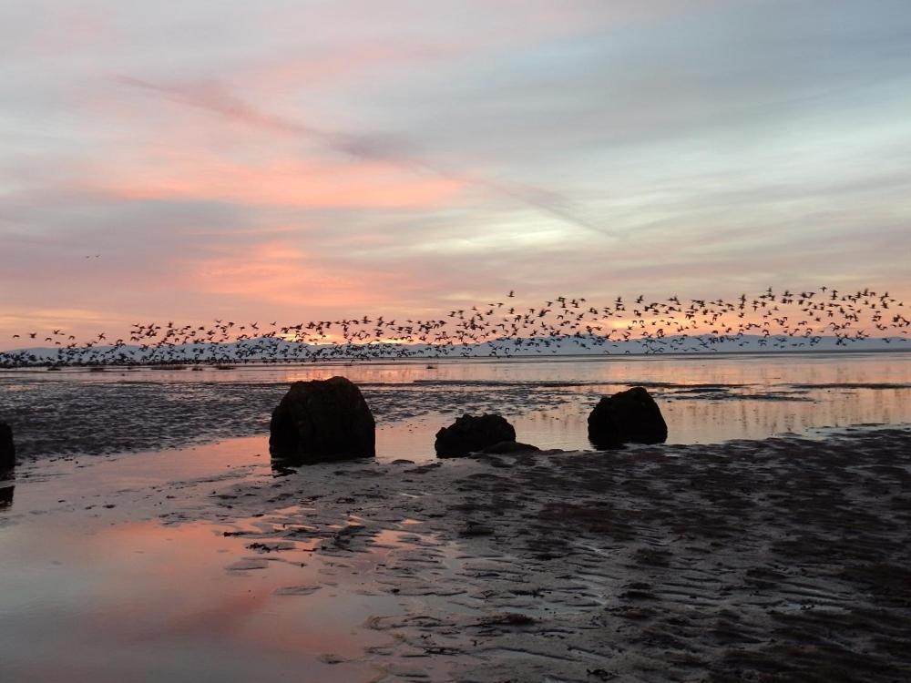 Shelduck Cottage Mainsriddle Exterior foto